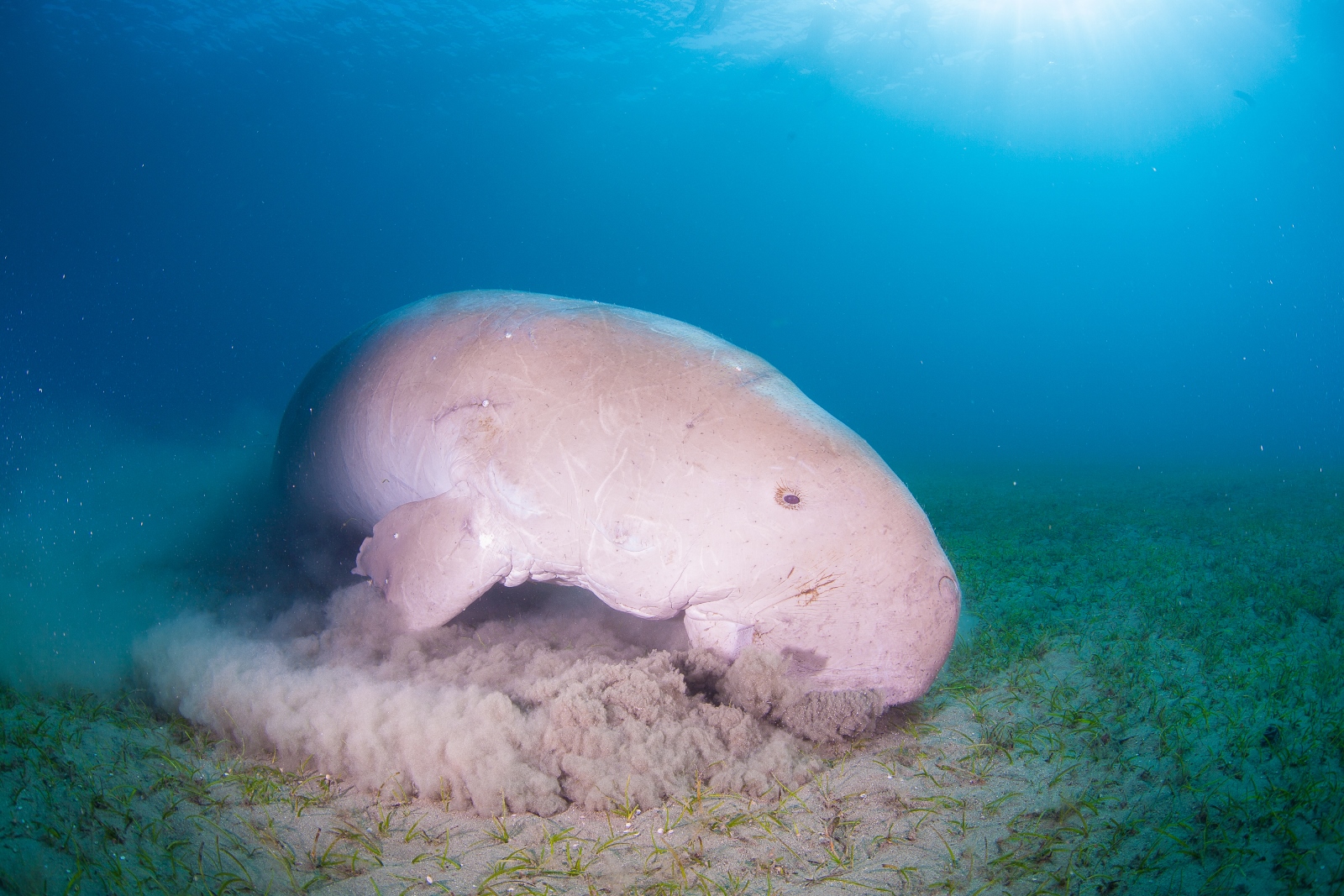 Saving Sea Cows Helps Ensure Human Food Security CMS